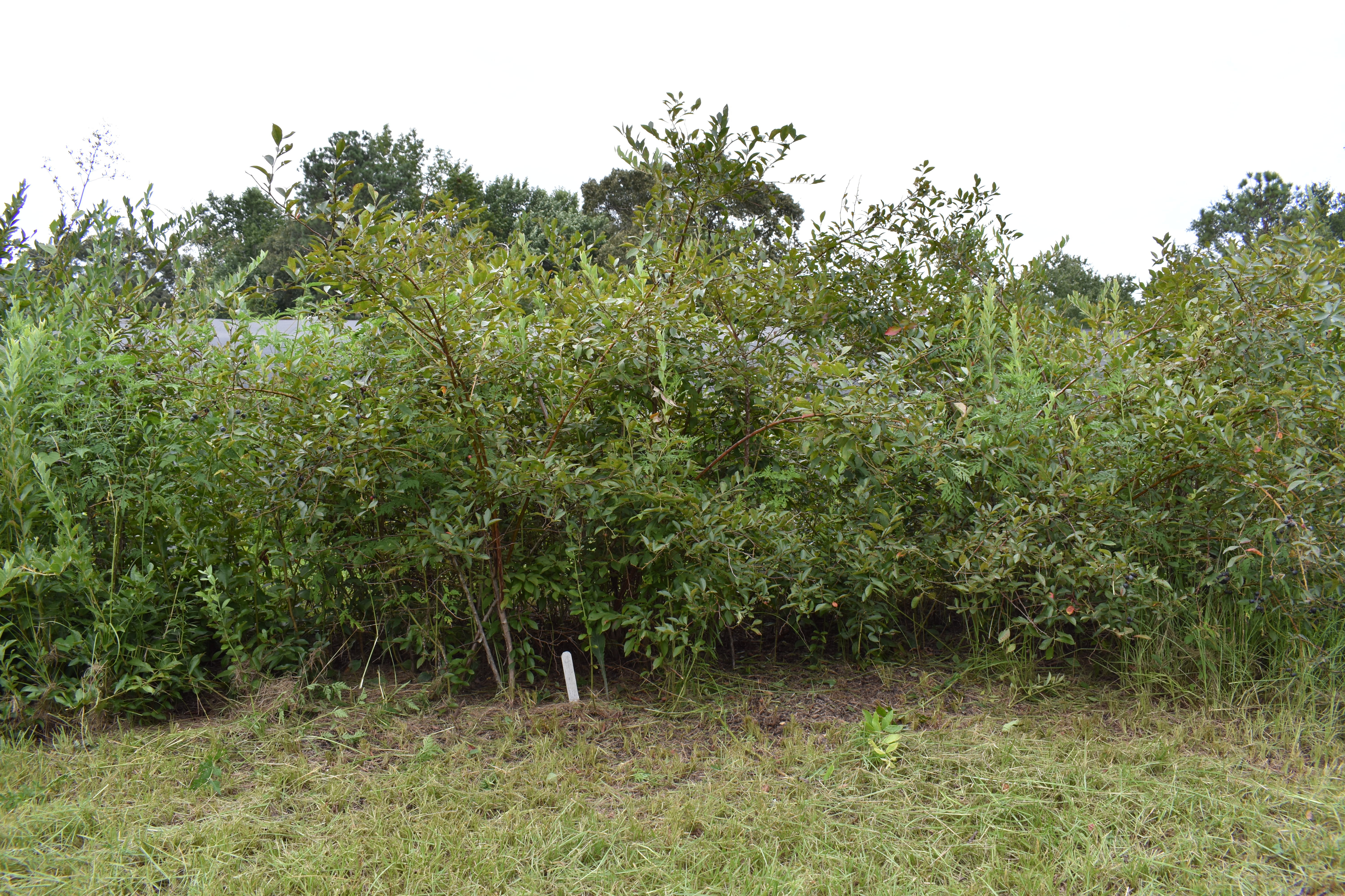 Unpruned blueberries